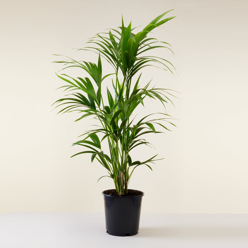 Kentia Palm (L)