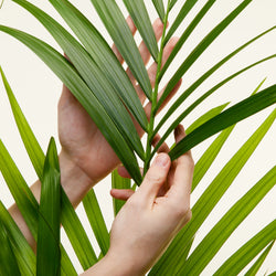 feuille de palmier kentia