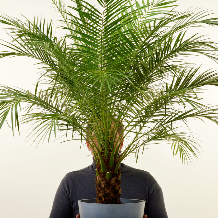Palmier roebelenii 100cm | Livraison plantes d'intérieur | Flowy