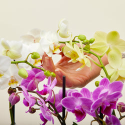 entretien Orchidée Phalaenopsis