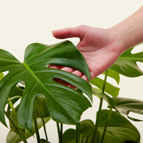 Monstera Deliciosa 125cm, Livraison plantes d'intérieur