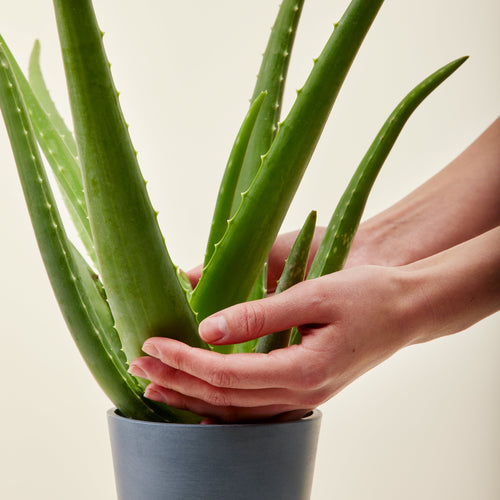 Aloe Vera, Livraison plantes d'intérieur