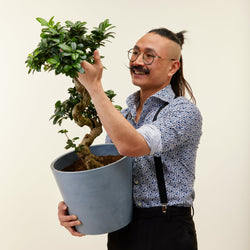 entretien du bonsai ficus ginseng dans un ecopots