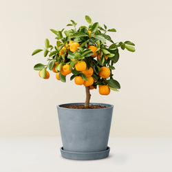 Calamondin (Citrus Oranger) - Mini