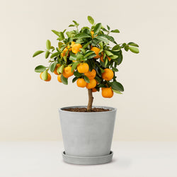 Calamondin - orange tree