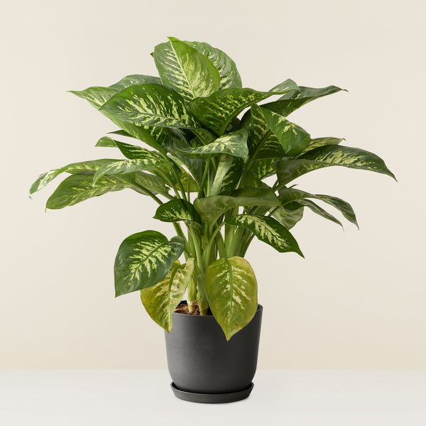 Dieffenbachia