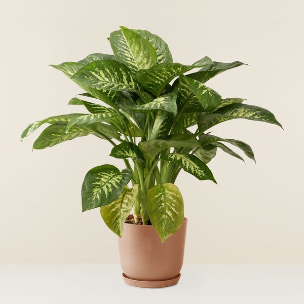 Dieffenbachia