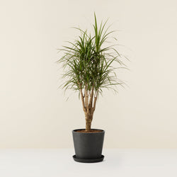 Dracaena Marginata