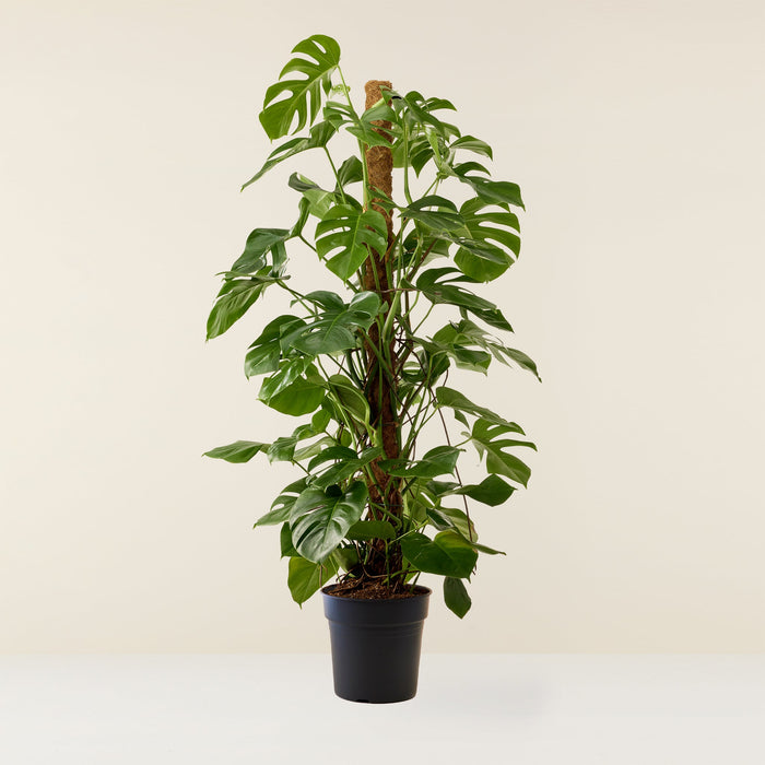 Monstera Deliciosa 125cm, Livraison plantes d'intérieur