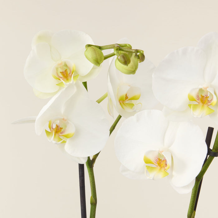 Orchidée blanche Phalaenopsis (papillon) 