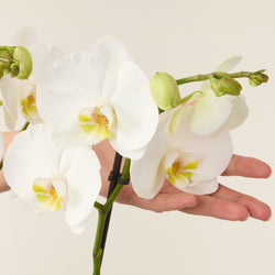 Orchidée blanche Phalaenopsis (papillon) 