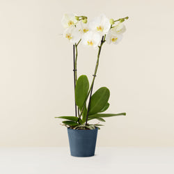 Orchidée blanche Phalaenopsis (papillon)