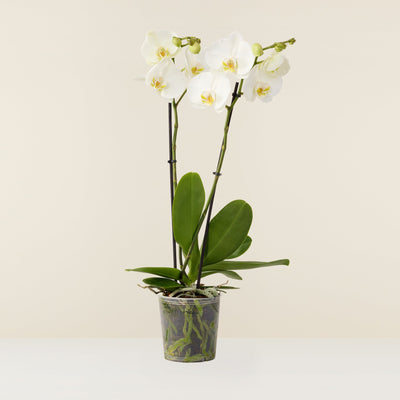 Orchidée blanche Phalaenopsis (papillon)  - Non rempoté