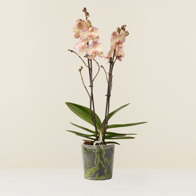 Orchidée blanche Phalaenopsis - Non rempoté