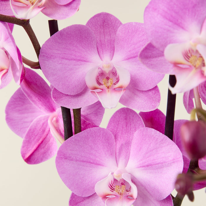 Orchidée Phalaenopsis mauve