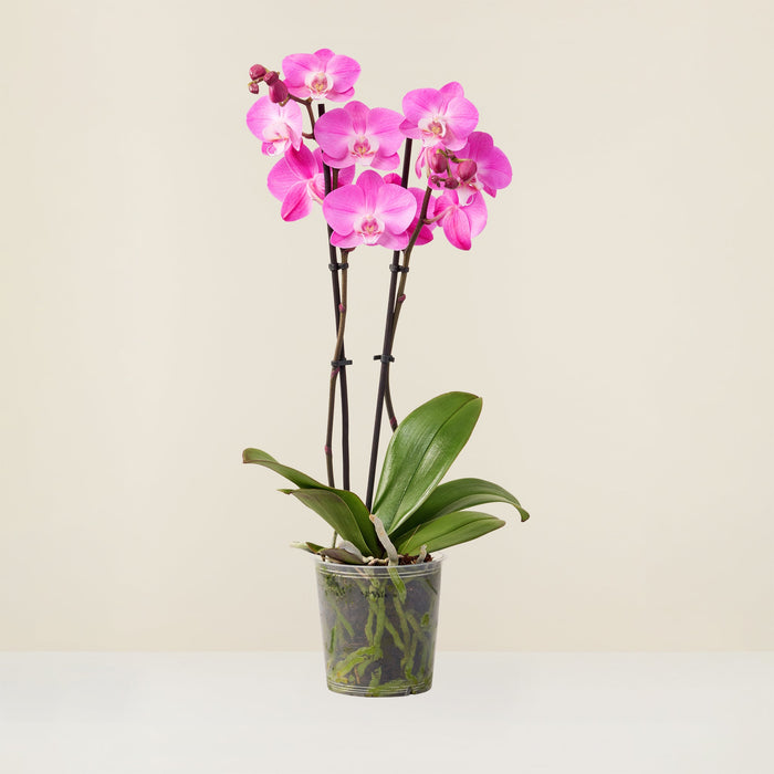 Orchidée Phalaenopsis mauve - Non rempoté