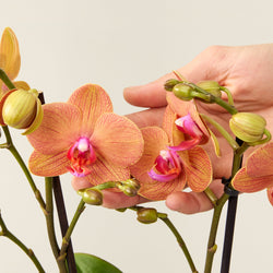 Orchidée phalaenopsis orange