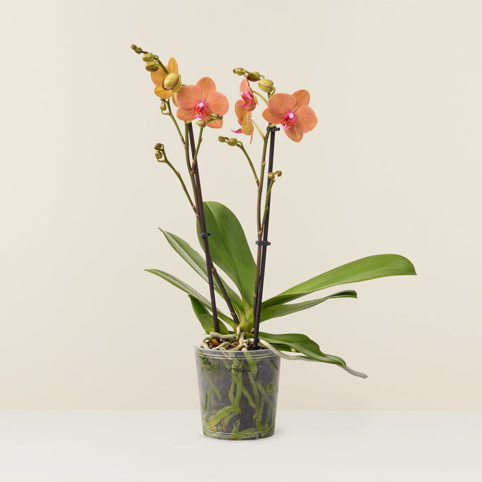Orchidée phalaenopsis orange - Non rempoté