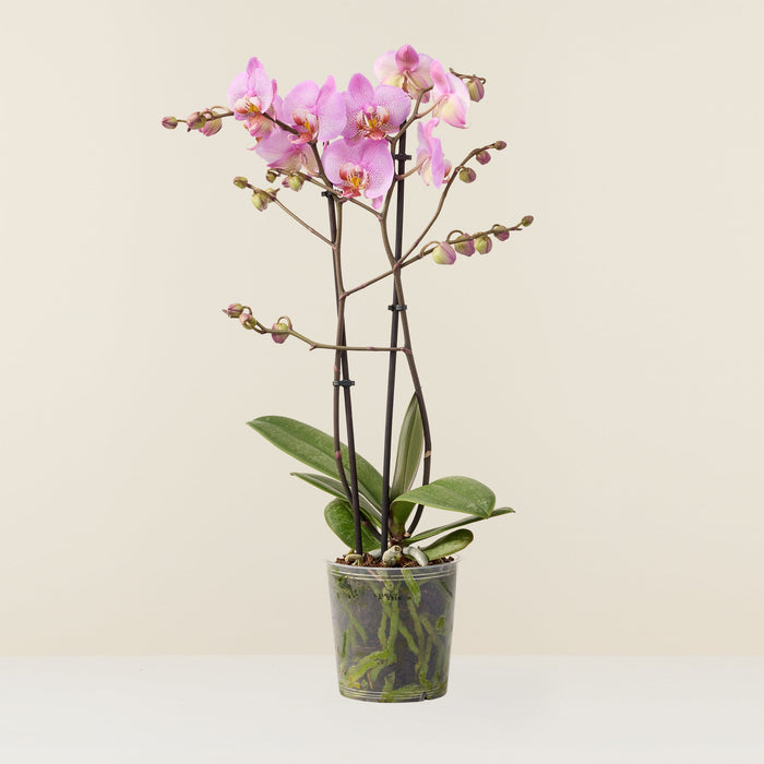 Orchidée phalaenopsis rose - Non rempoté