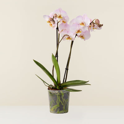 Orchidée Phalaenopsis rose - Non rempoté