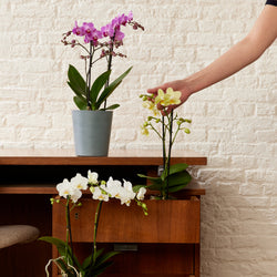 Orchidée Phalaenopsis rose en interieur