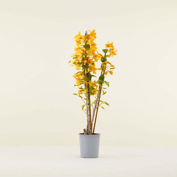 Orchidée Bambou orange