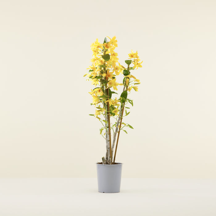 Yellow Bamboo Orchid