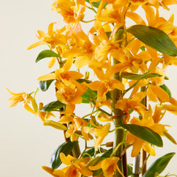 Orchidée Bambou orange