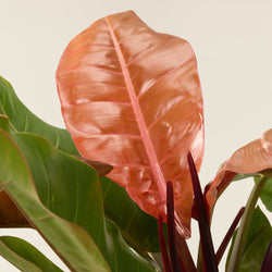 Philodendron, Prince of Orange