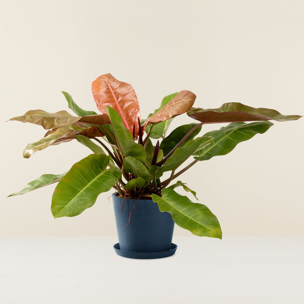 Philodendron, Prince of Orange