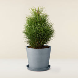 Black pine (Pinus Nigra)