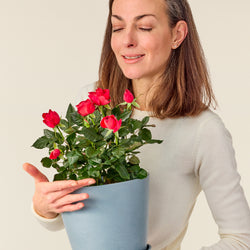 Rose in pot - red