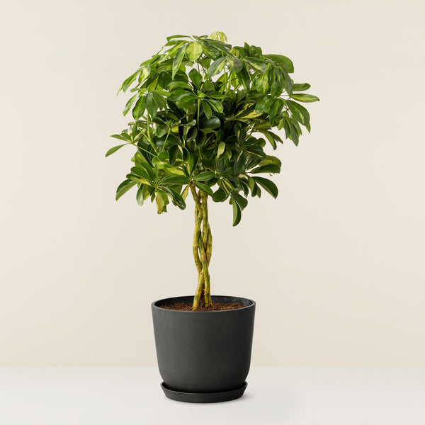 Schefflera Gold