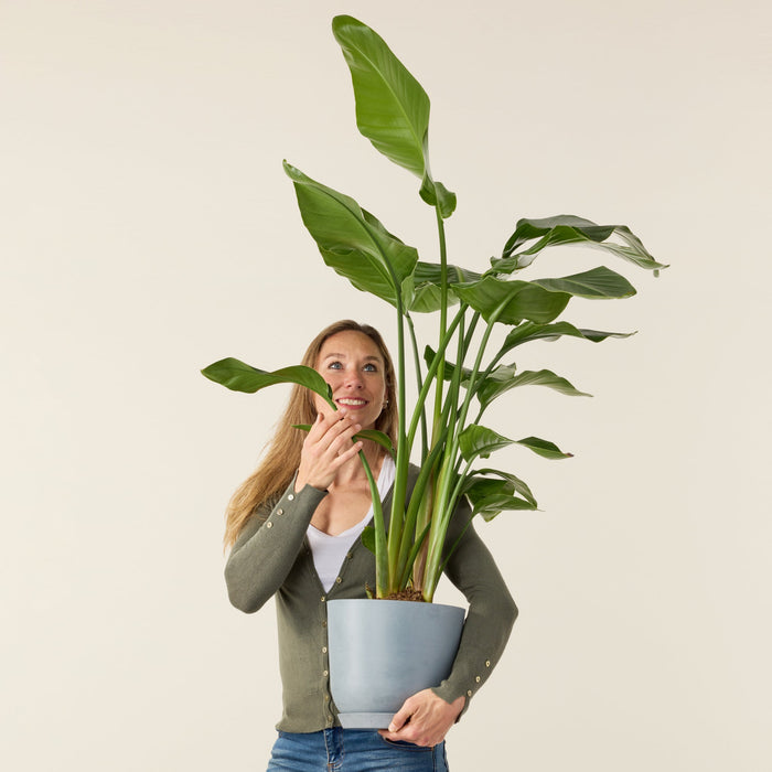 Plant in a Box - Strelitzia Nicolai XL - Grande plante verte interieur  vivante - Plante oiseau du paradis - Pot 21cm - Hauteur 90-110cm :  : Jardin