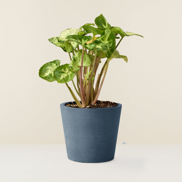 Arrowhead plant (mini)